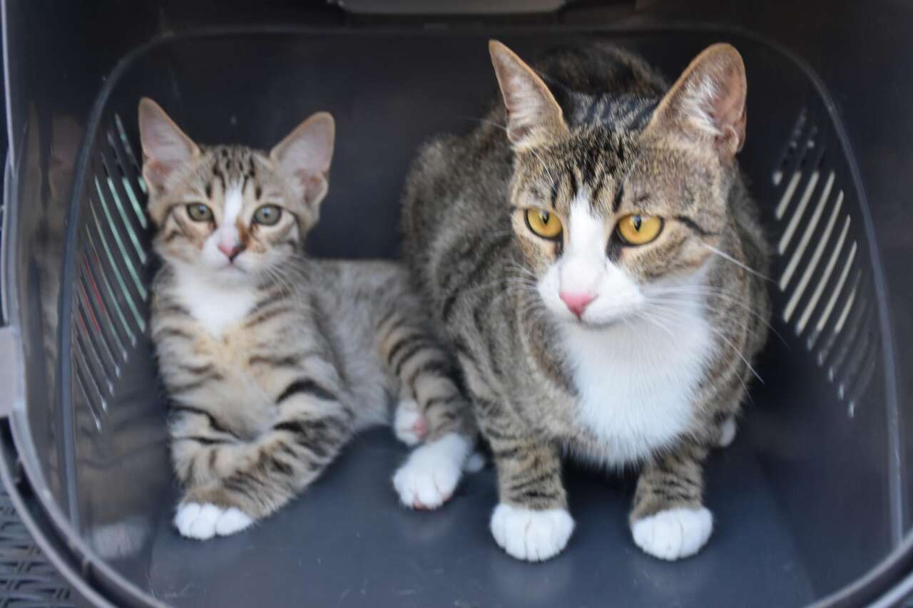 Erkek kedi doğum yaptı! 6 milyonda bir görülüyor 6